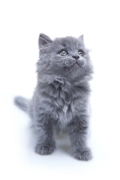 Little gray kitten playing — Stock Photo, Image