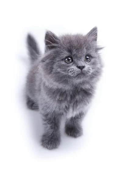 Little gray kitten playing — Stock Photo, Image