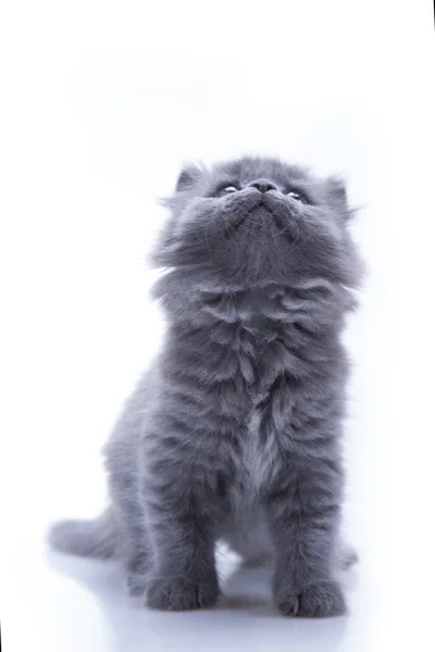 Little gray kitten playing — Stock Photo, Image