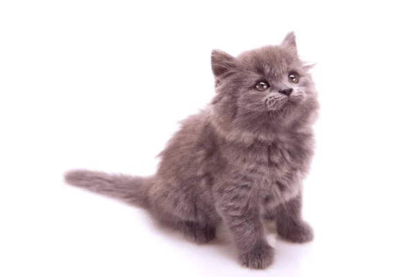 Little gray kitten playing — Stock Photo, Image