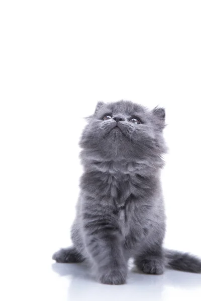 Little gray kitten playing — Stock Photo, Image