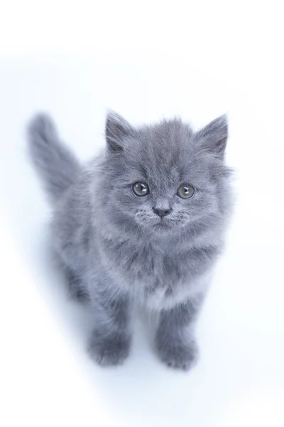 Little gray kitten playing — Stock Photo, Image