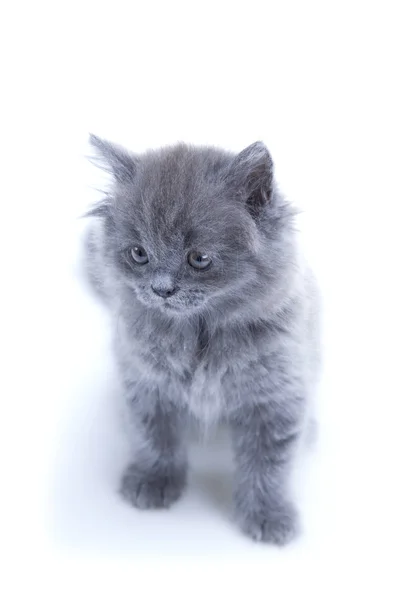 Petit chaton gris jouant — Photo