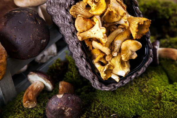 Свіжі гриби — стокове фото