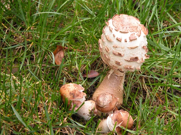 Funghi ombrelloni — Foto Stock