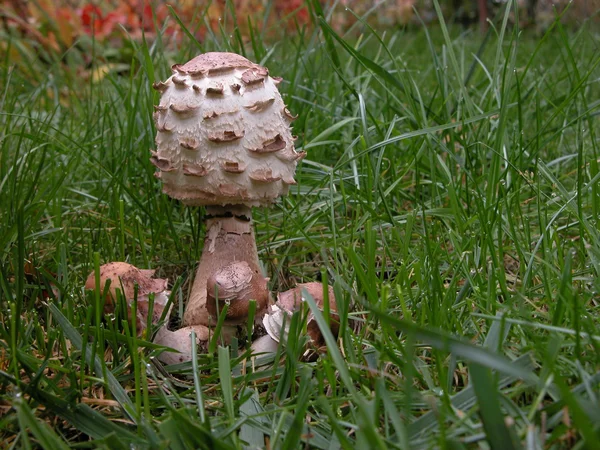 Slunečníky houby — Stock fotografie