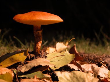 Kaygan Jacks (Suillus)