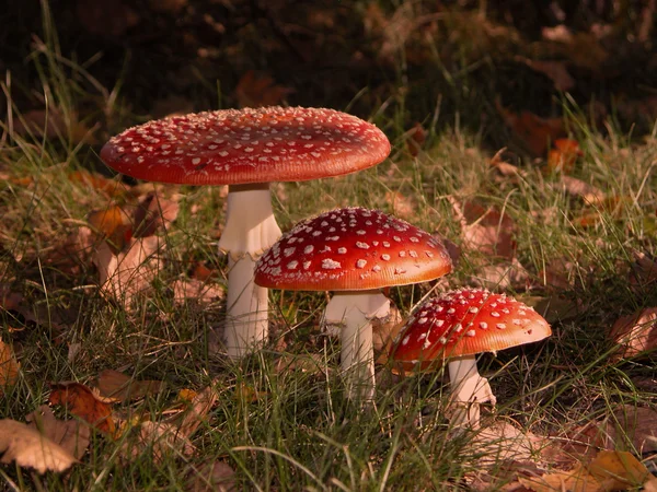 Fly Agaric - mushrooms — Stock Photo, Image