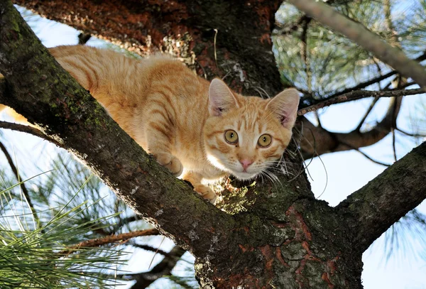 Gato en un árbol — Foto de Stock