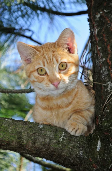 Cat in a tree — Stock Photo, Image