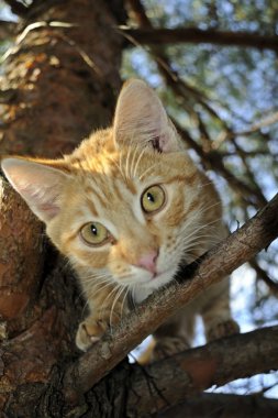 ağaçta kedi
