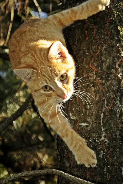 Cat in a tree — Stock Photo, Image