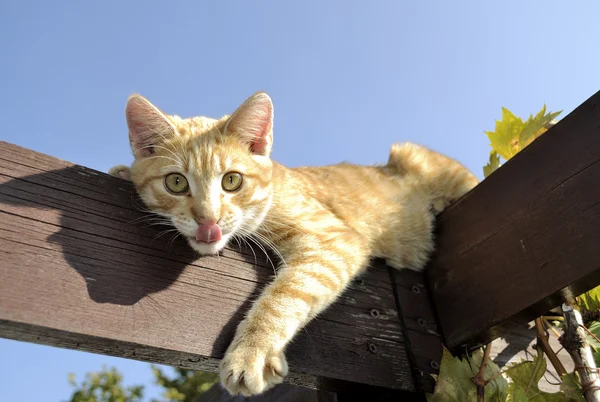 Domestic Cat — Stock Photo, Image