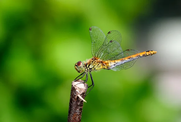 European dragonfly — Stock Photo, Image