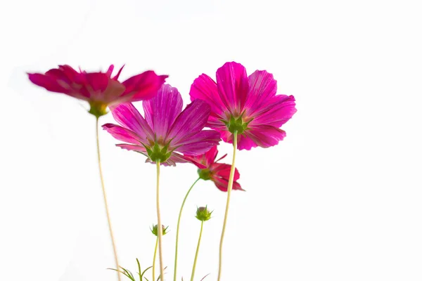 Cosmo Multicolore Margherita Messicana Fioritura Nella Stagione Secca — Foto Stock