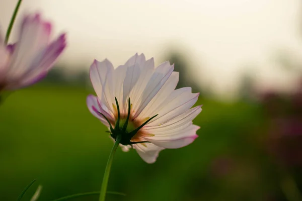 Cosmos Multicolor Margarita Mexicana Floreciendo Estación Seca — Foto de Stock