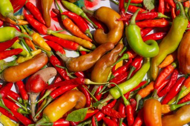 Kırmızı biberler uzun vadede korunmak için güneşte kurutulur..