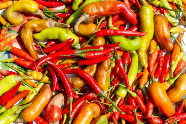 Kırmızı biberler uzun vadede korunmak için güneşte kurutulur..