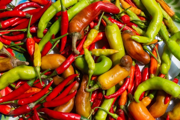 Kırmızı biberler uzun vadede korunmak için güneşte kurutulur..