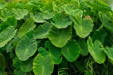 Dev taro, sulak alanlarda geniş yapraklı ot. Nemli tropiklerdeki yem bitkileri fil kulaklarına benzeyen büyük yeşil yapraklara sahiptir..