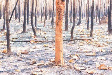 Ağaçlar, tropikal Güneydoğu Asya 'nın kurak mevsiminde çıkan orman yangınları nedeniyle yapraklarını döküyorlar..