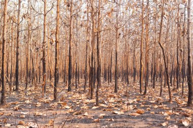 Ağaçlar, tropikal Güneydoğu Asya 'nın kurak mevsiminde çıkan orman yangınları nedeniyle yapraklarını döküyorlar..
