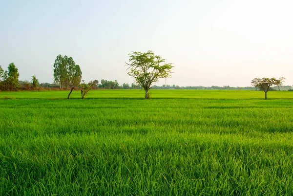 Árvores Meio Campo Arroz Verde Uma Área Irrigação Tailândia — Fotografia de Stock