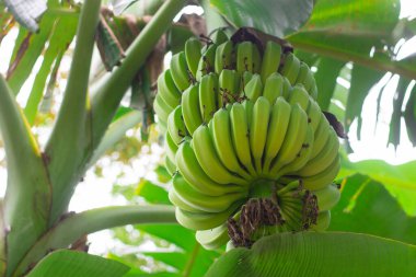 Yeşil muzlar, tropik iklimlerde nakit ürünler verimlidir.