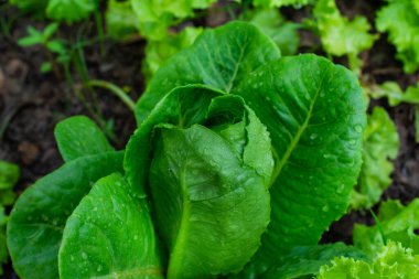 Yeşil sebzeler, salata yeşillikleri, organik sebzeler sabah çiğ sistemiyle gelişiyor..