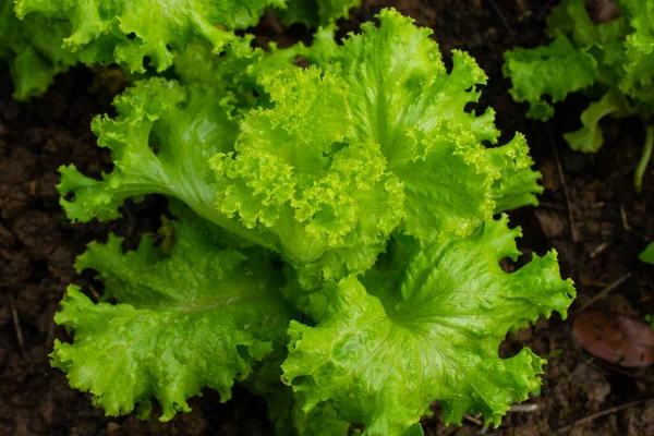 Green Vegetables Salad Greens Organic Vegetables Thriving Morning Dew System — Photo