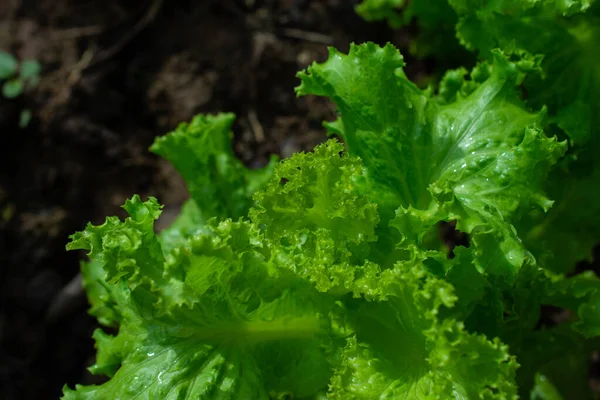 Green Vegetables Salad Greens Organic Vegetables Thriving Morning Dew System — Photo