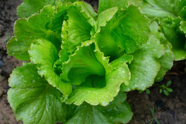 绿色蔬菜 沙拉蔬菜 有机蔬菜在晨露的滋养下茁壮成长 — 图库照片