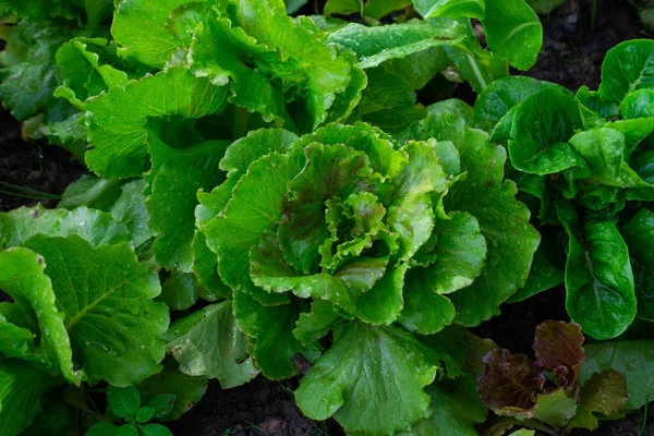 Green Vegetables Salad Greens Organic Vegetables Thriving Morning Dew System — Photo