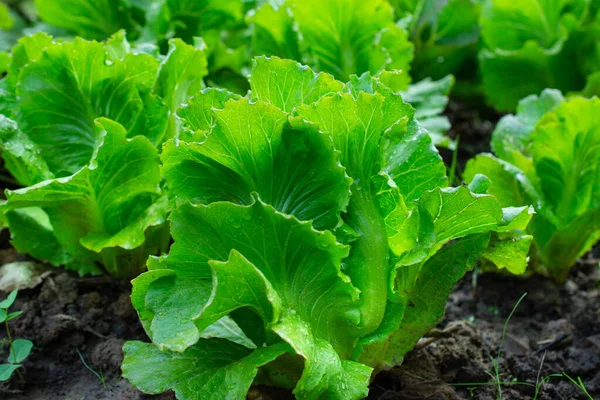 Green Vegetables Salad Greens Organic Vegetables Thriving Morning Dew System — Photo