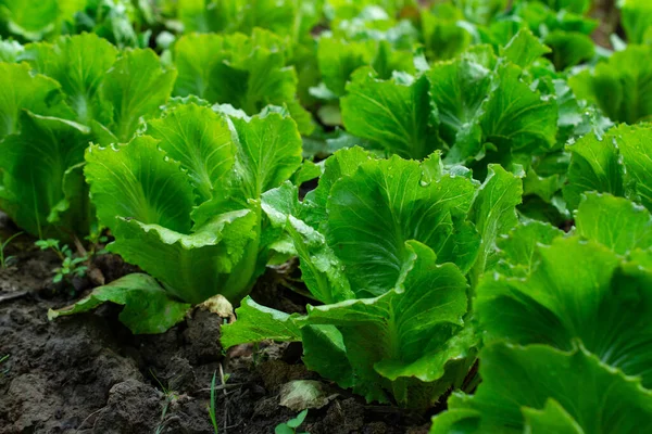 Green Vegetables Salad Greens Organic Vegetables Thriving Morning Dew System — Photo