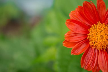 Bahçedeki güzel çiçekler