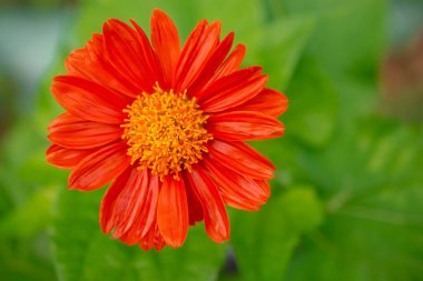 Sarı papatyanın seçici odak noktası.