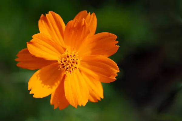 Flores Cosmos Amarelas Fundo Verde — Fotografia de Stock