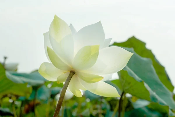 Schöne Lotusblume Garten — Stockfoto