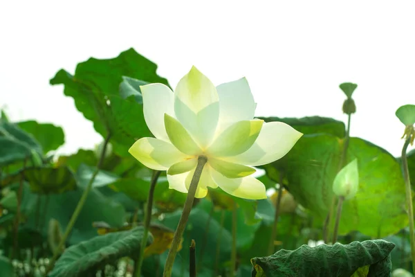 Belle Fleur Lotus Dans Jardin — Photo