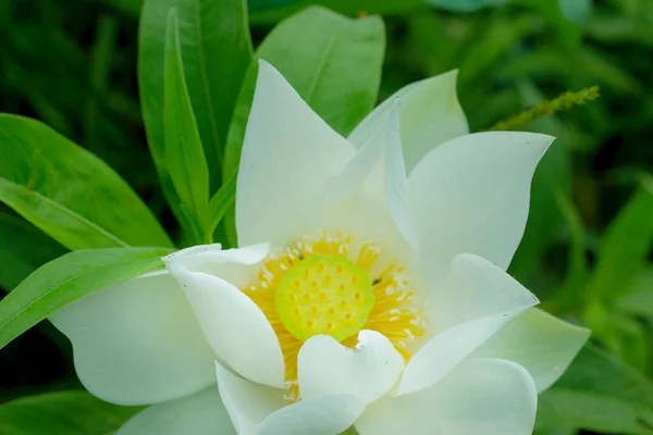 Красивый Цветок Лотоса Саду — стоковое фото