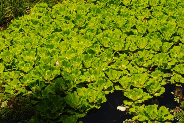 Green Leaves Lettuce Garden — Stock Photo, Image