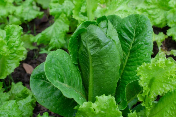 tarlada marul yaprakları.