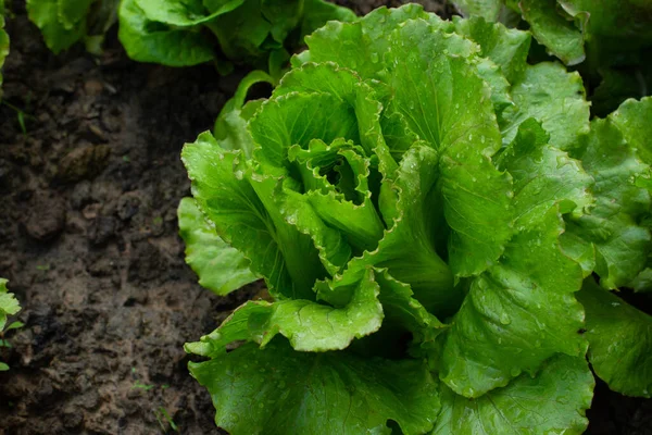 Feuilles Salade Fraîches Biologiques Dans Une Serre — Photo