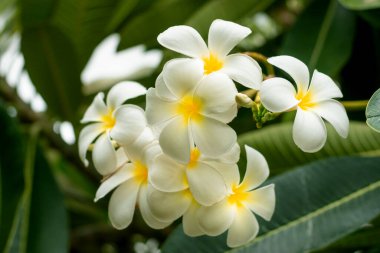 Beş taç yapraklı beyaz şampanya çiçekleri Laos PDR 'nin sembolü.