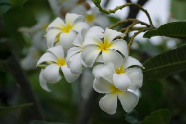 Beş taç yapraklı beyaz şampanya çiçekleri Laos PDR 'nin sembolü.