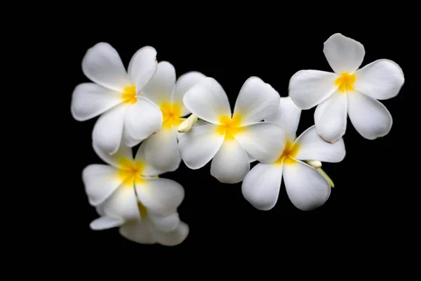 Fehér Champa Virágok Szirmok Jelképe Laosz Pdr — Stock Fotó