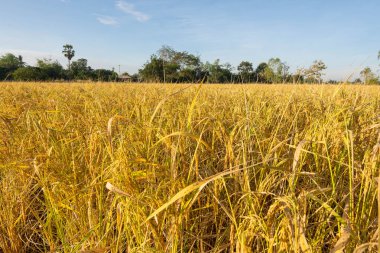 Tayland 'da sarı yasemin pirinç tarlaları