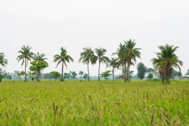 Oryza Rufipogon.Pirinç tarlalarındaki yabani otlar daha çok pilav gibidir. İyi çoğaldılar. Yok etmek ve ot öldürücü kullanmak zordur. Endonezya, Vietnam, Myanmar, Filipinler, Güneydoğu Asya, Timor