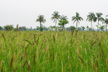 Oryza Rufipogon.Pirinç tarlalarındaki yabani otlar daha çok pilav gibidir. İyi çoğaldılar. Yok etmek ve ot öldürücü kullanmak zordur. Endonezya, Vietnam, Myanmar, Filipinler, Güneydoğu Asya, Timor